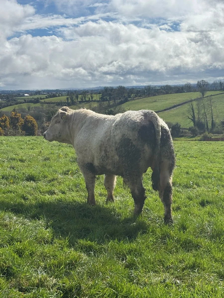 PBR Charolais Bull - Image 2
