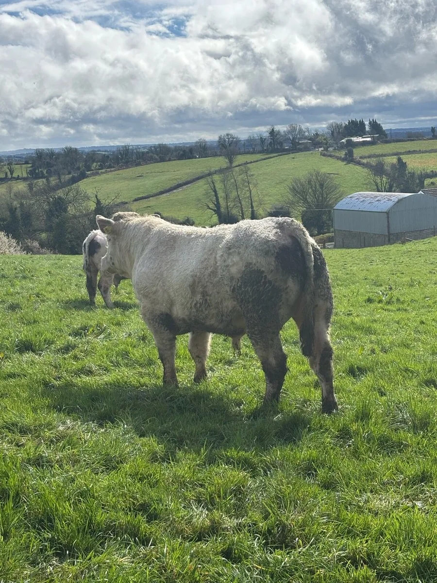 PBR Charolais Bull - Image 3