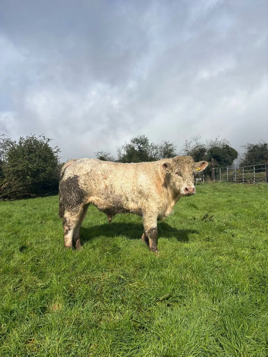 PBR Charolais Bull - Image 4