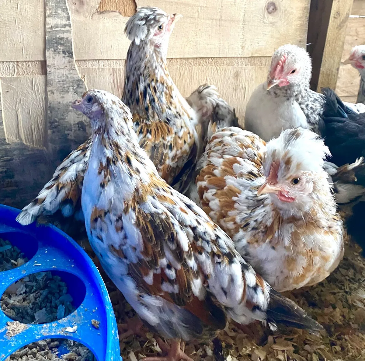 Swedish Flower Hens - Image 1