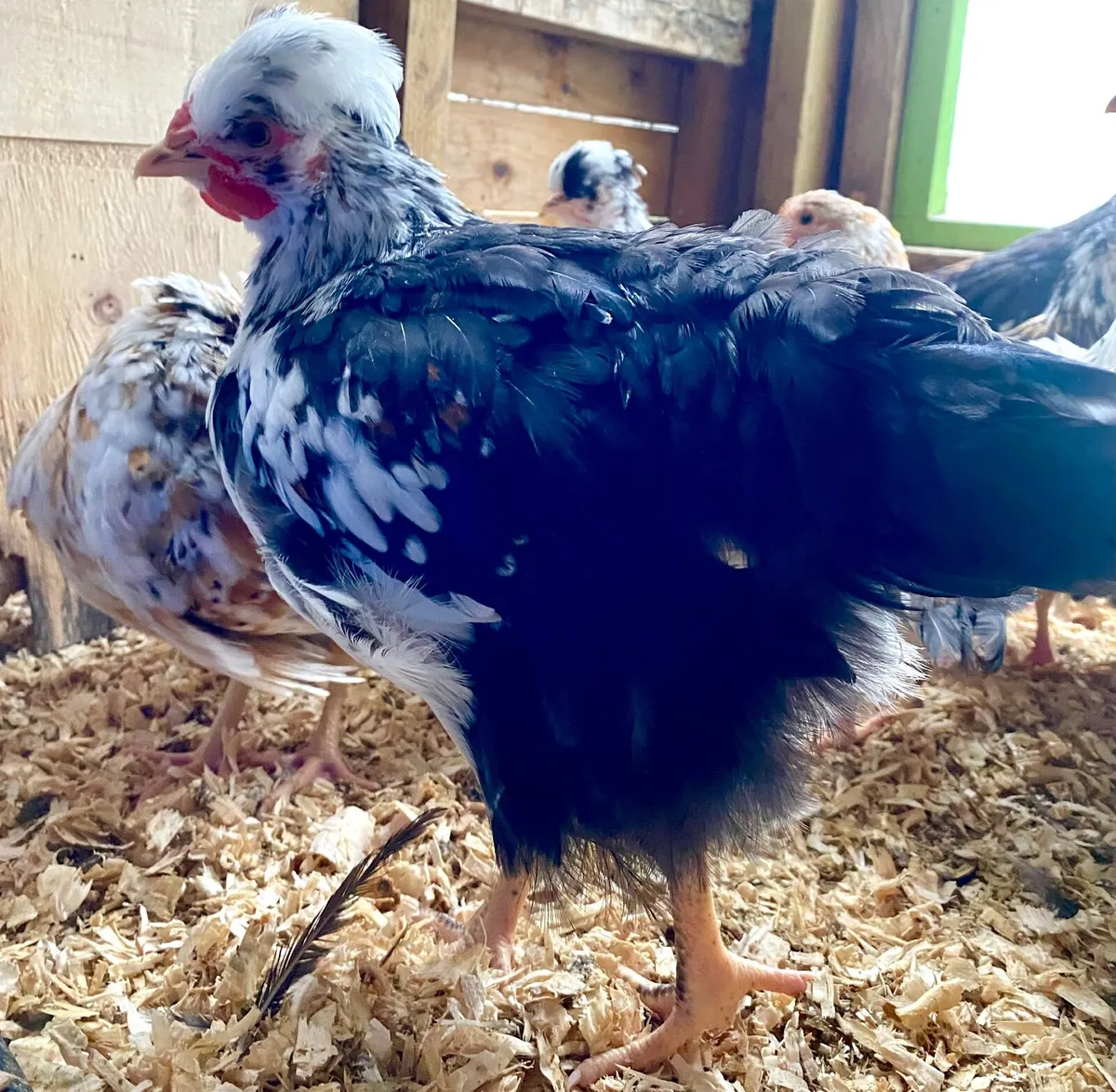 Swedish Flower Hens - Image 2