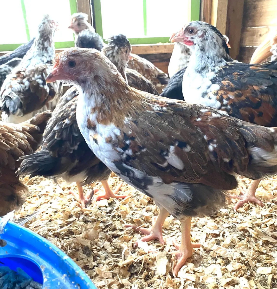 Swedish Flower Hens - Image 3