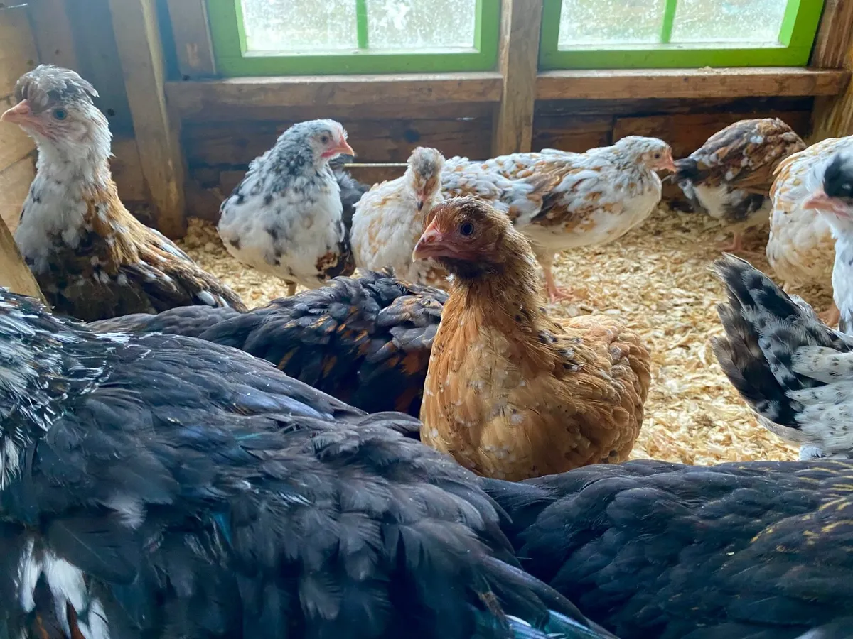 Swedish Flower Hens - Image 4