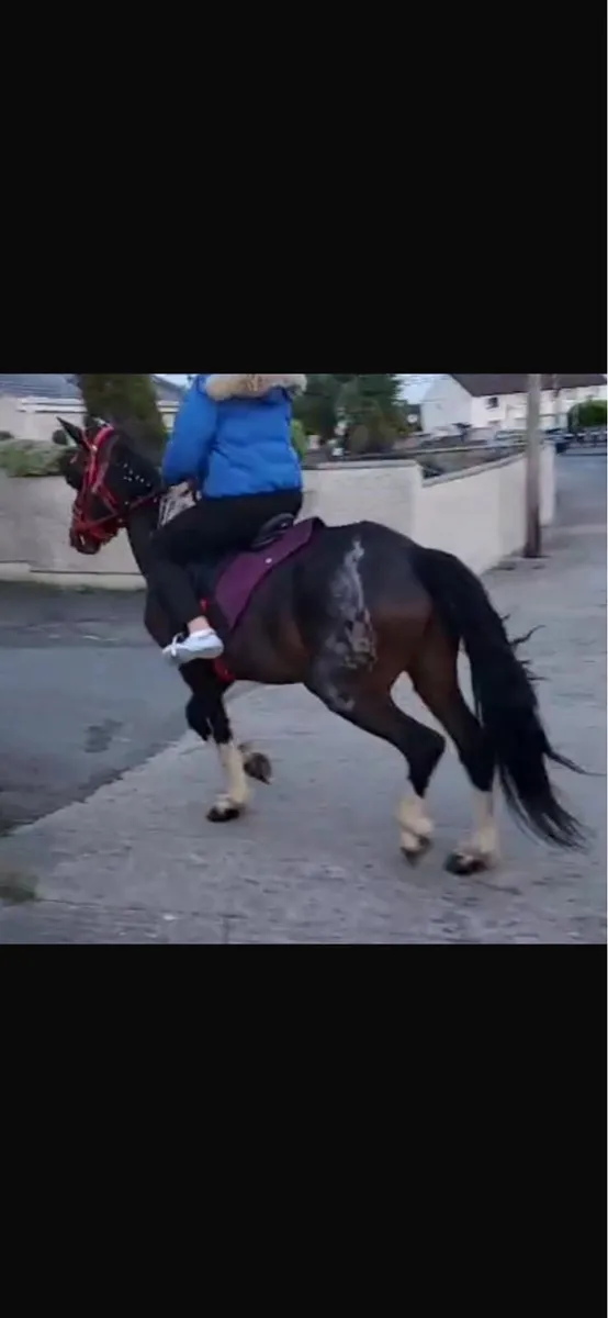 Half friesan gelding - Image 1