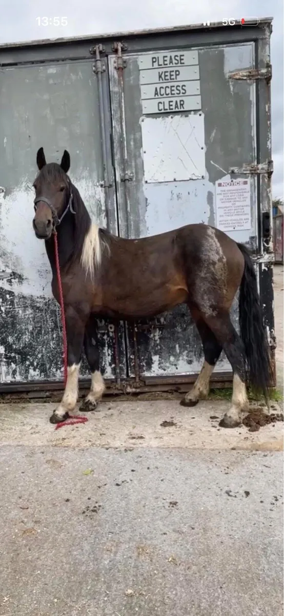 Half friesan gelding - Image 2