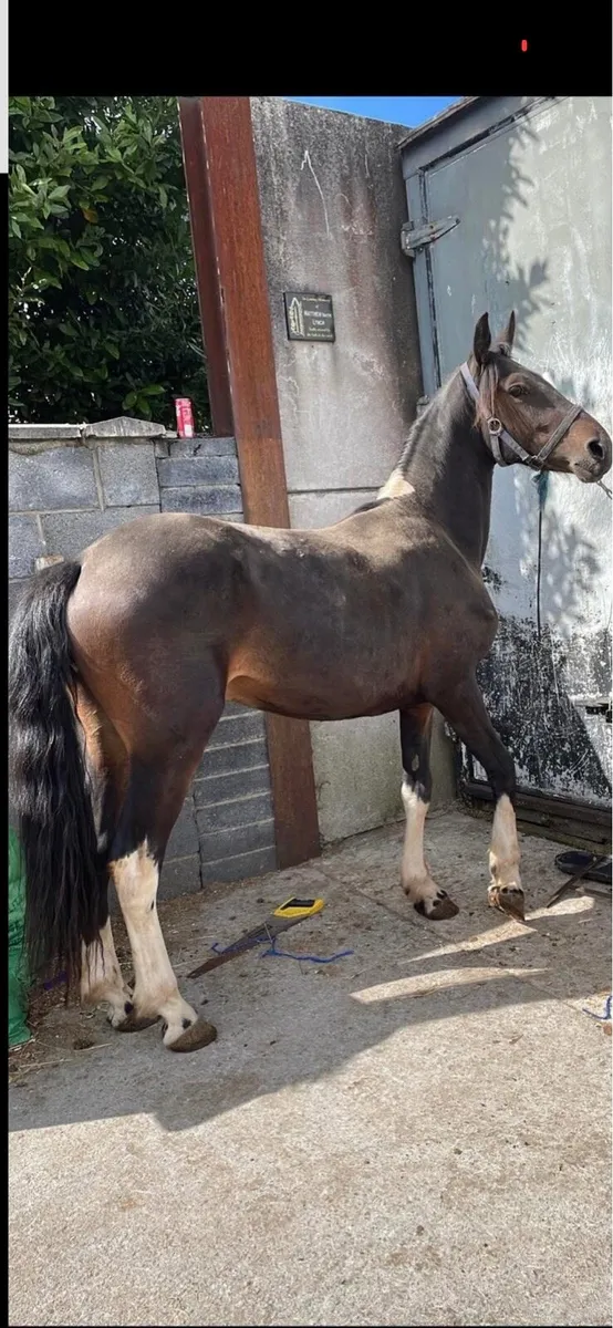 Half friesan gelding - Image 3