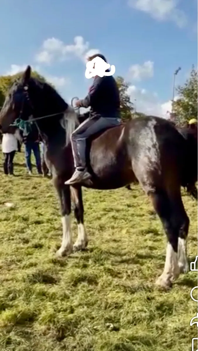 Half friesan gelding - Image 4