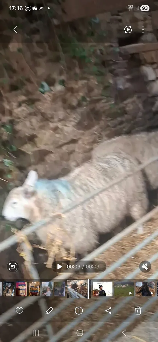 2 year old ewe with bag of milk