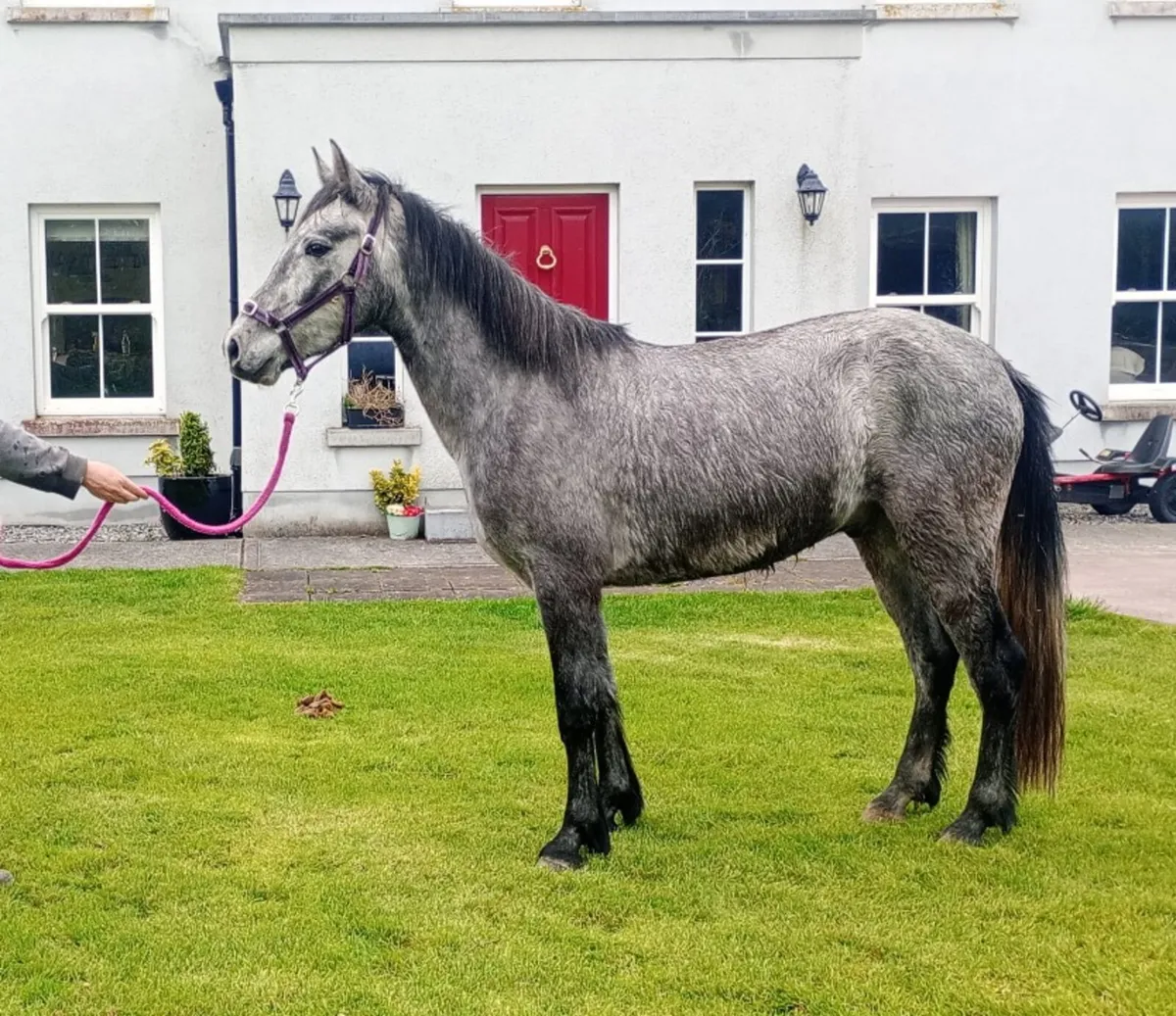 Lot 153 - 3yo Connemara Gelding - Image 1