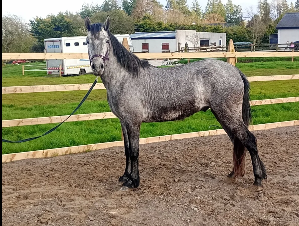 Lot 153 - 3yo Connemara Gelding - Image 2