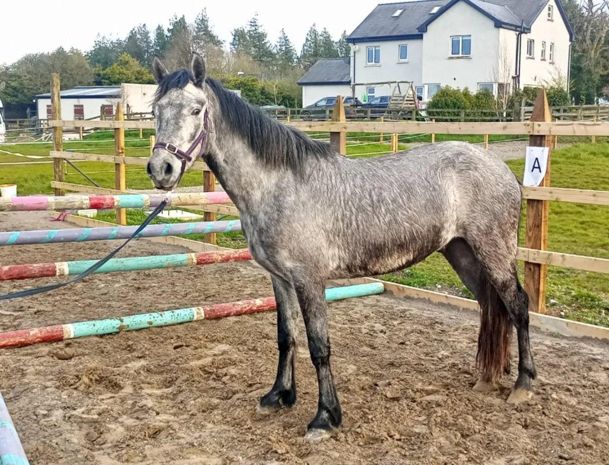 Lot 153 - 3yo Connemara Gelding - Image 3