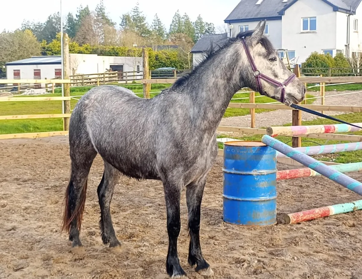 Lot 153 - 3yo Connemara Gelding - Image 4