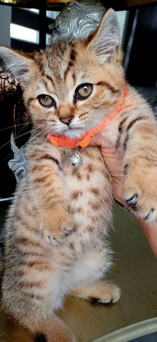 British shorthair kittens 🥰 - Image 1