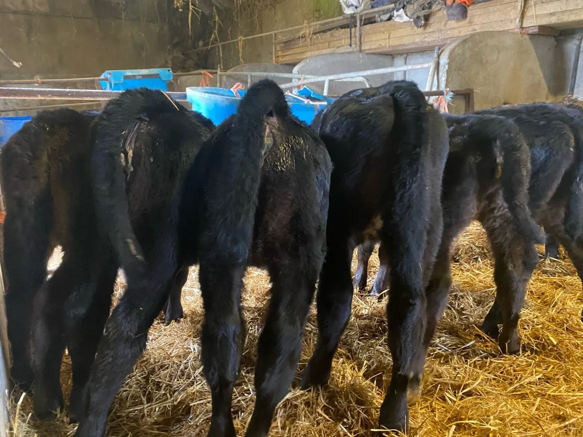 Calves for sale - Image 1