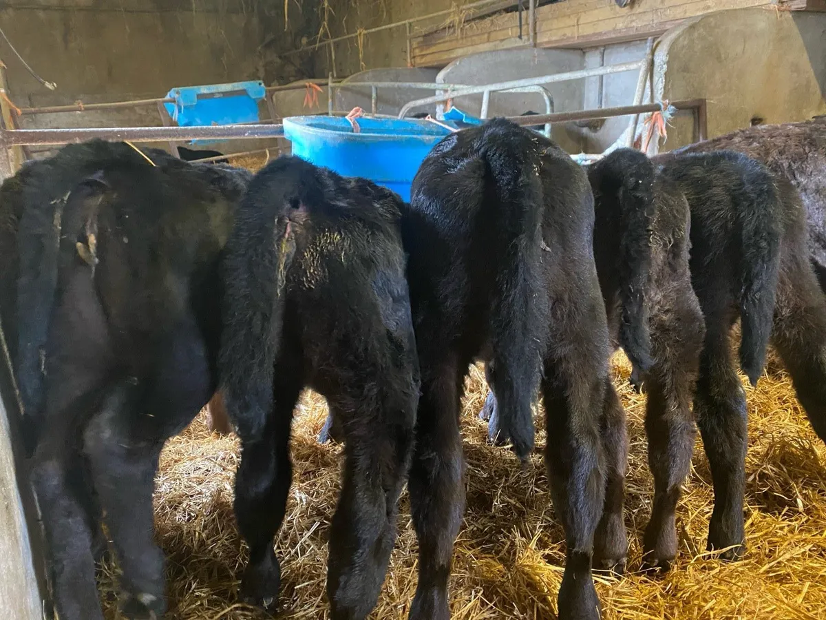 Calves for sale - Image 2
