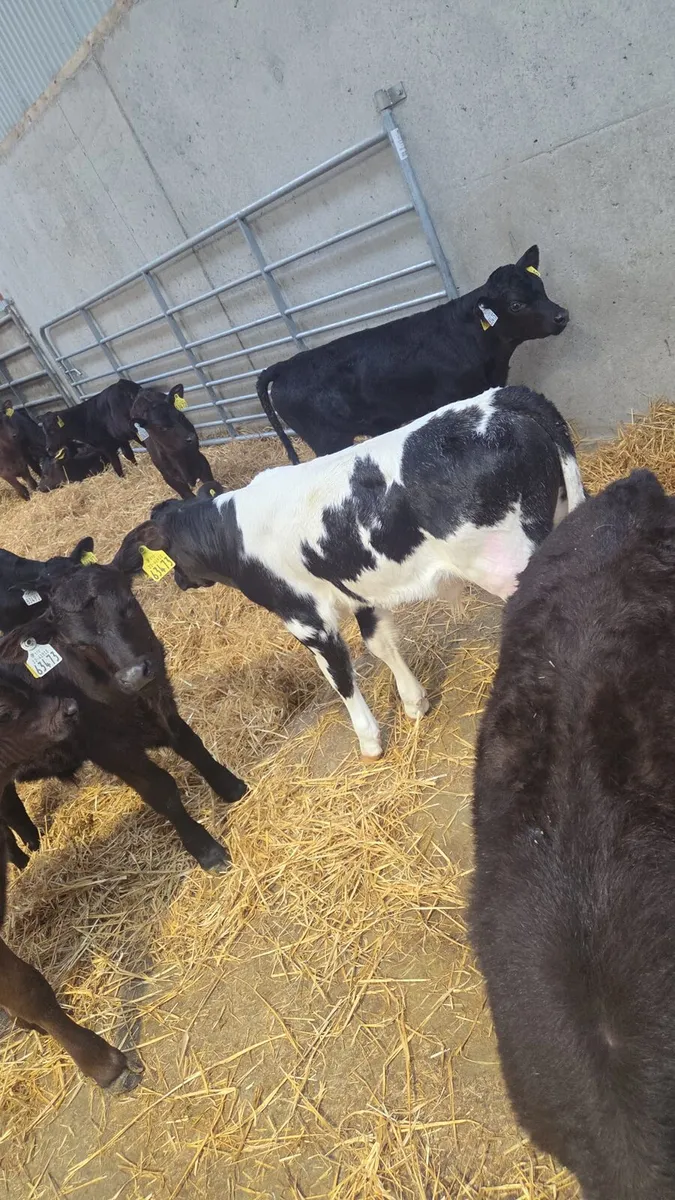 Beef calves - Image 1