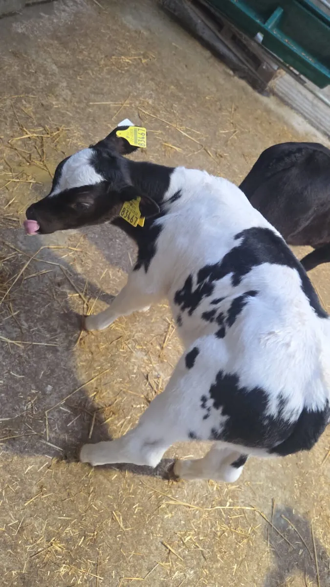 Beef calves - Image 2