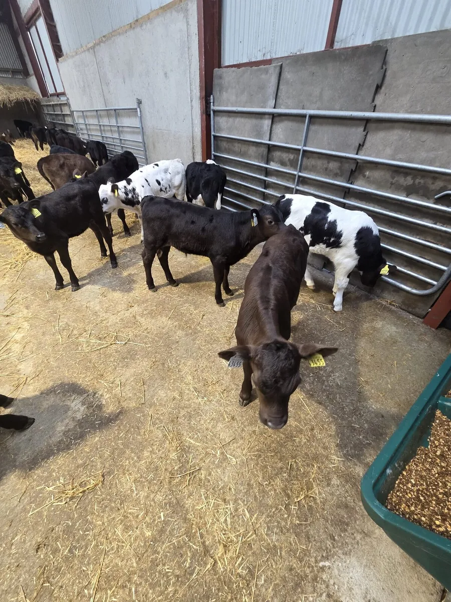 Beef calves - Image 3