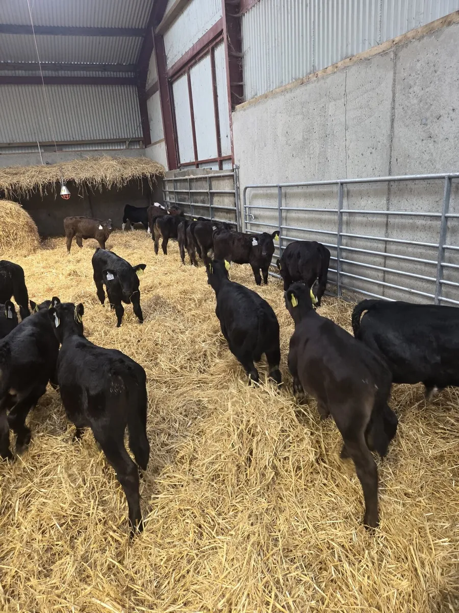 Beef calves - Image 4