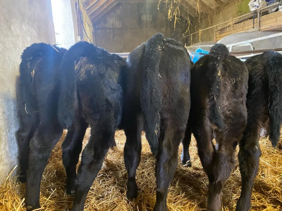Calves for sale - Image 3
