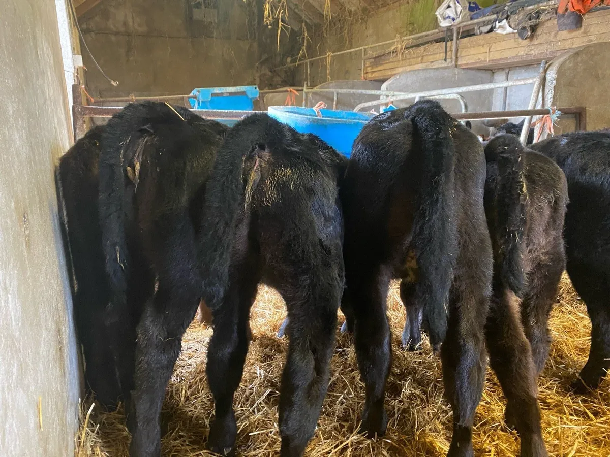 Calves for sale - Image 4