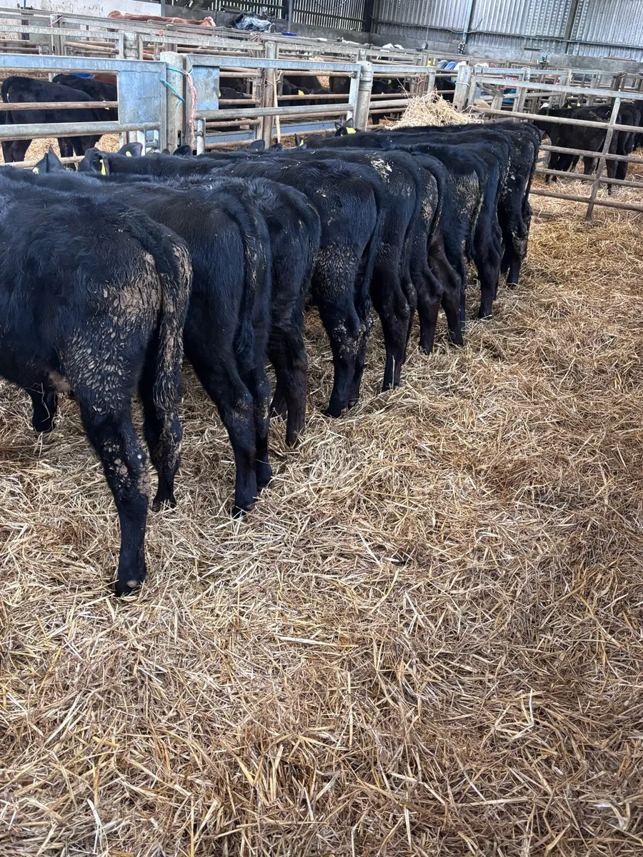 Angus bull’s. - Image 1