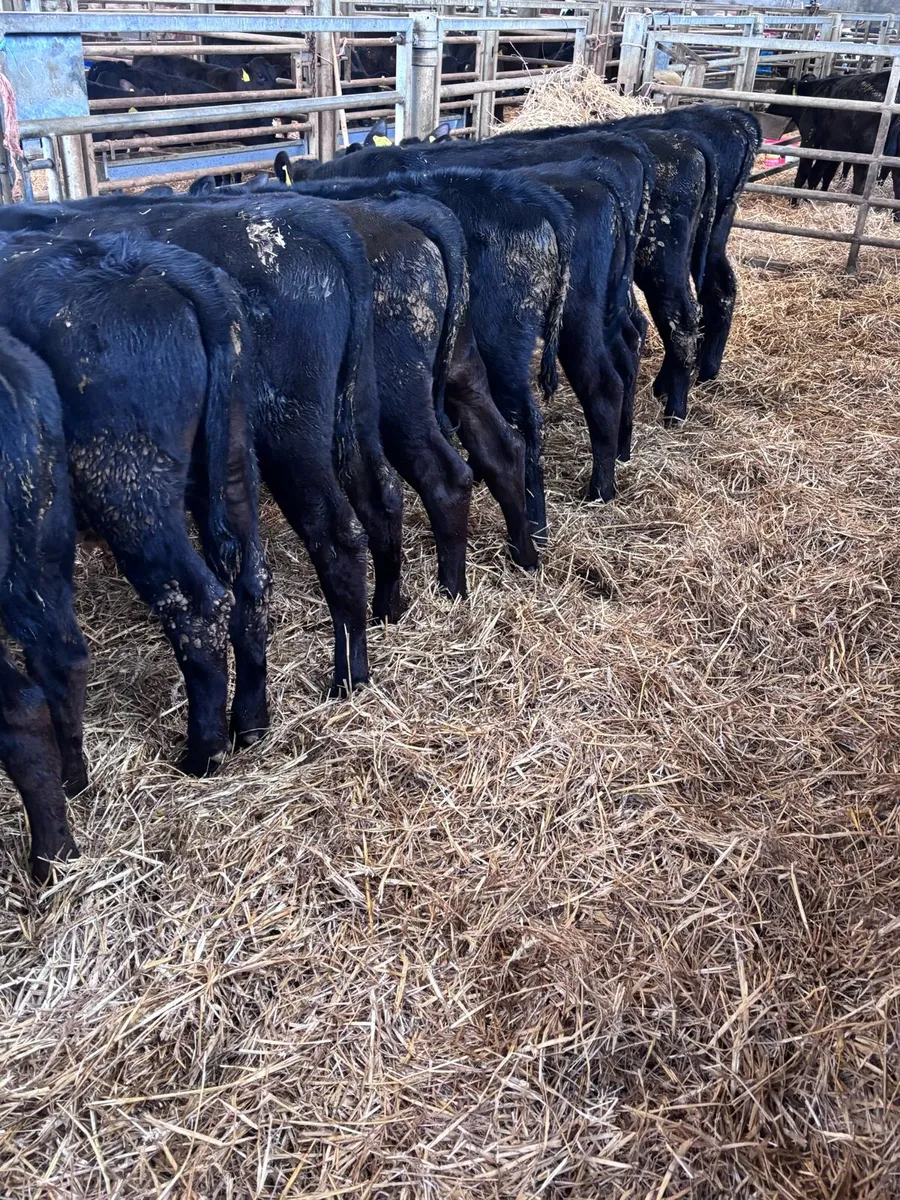 Angus bull’s. - Image 2