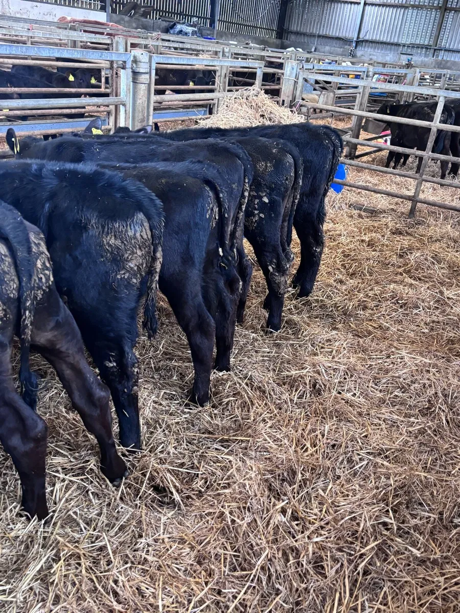 Angus bull’s. - Image 3