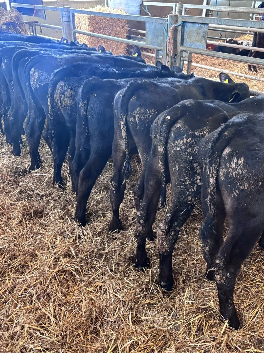 Angus bull’s. - Image 4