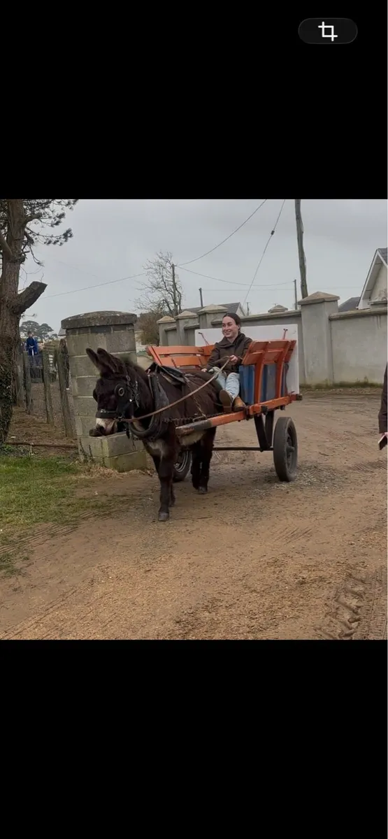 Donkey and cart - Image 2