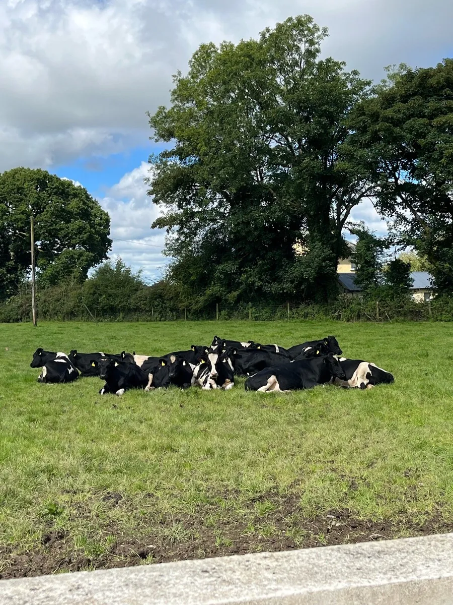 Contract Rearing - Image 1