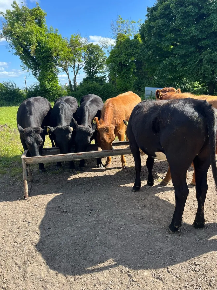 Contract Rearing - Image 2