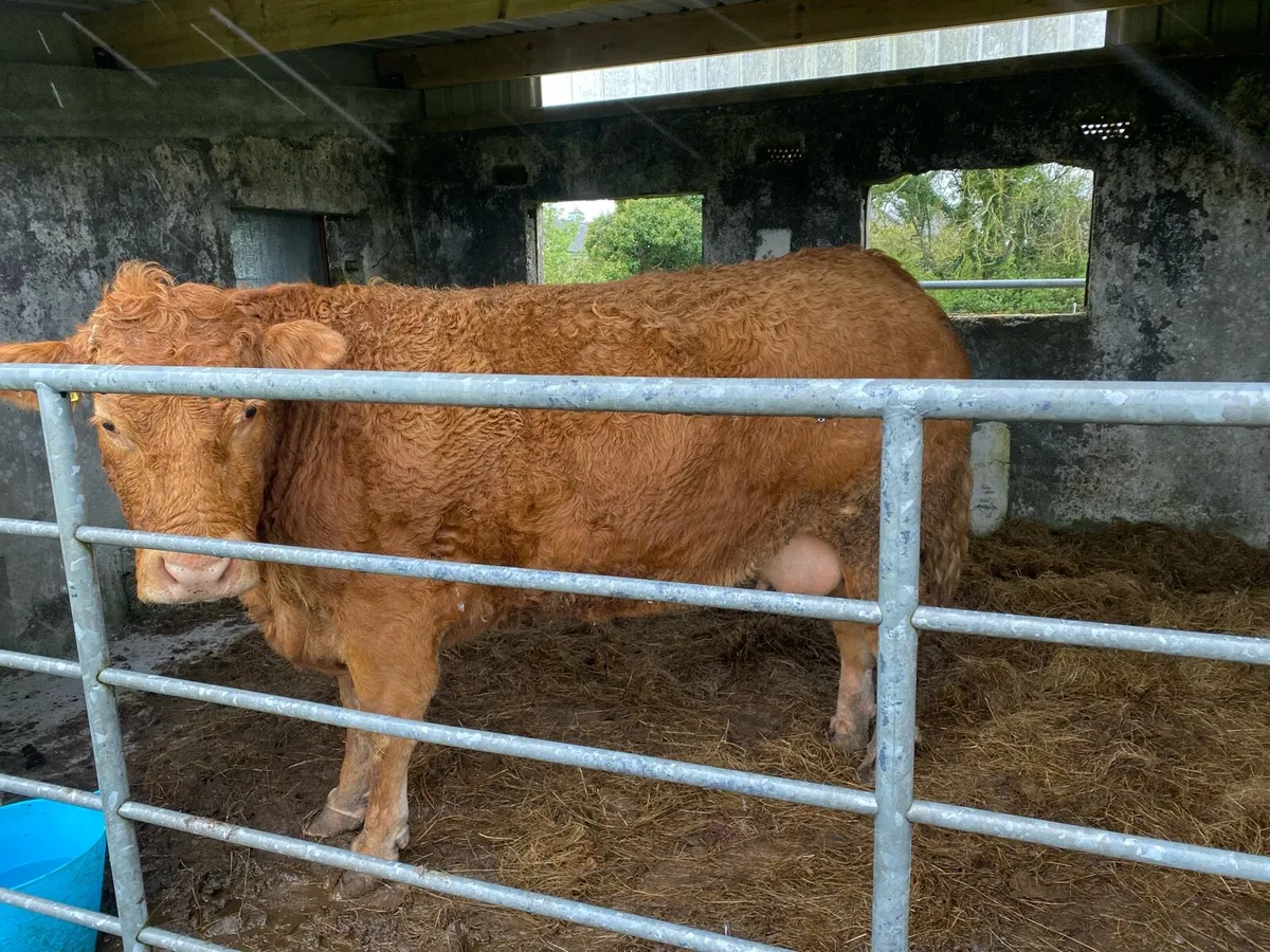 Foster calf - Image 2