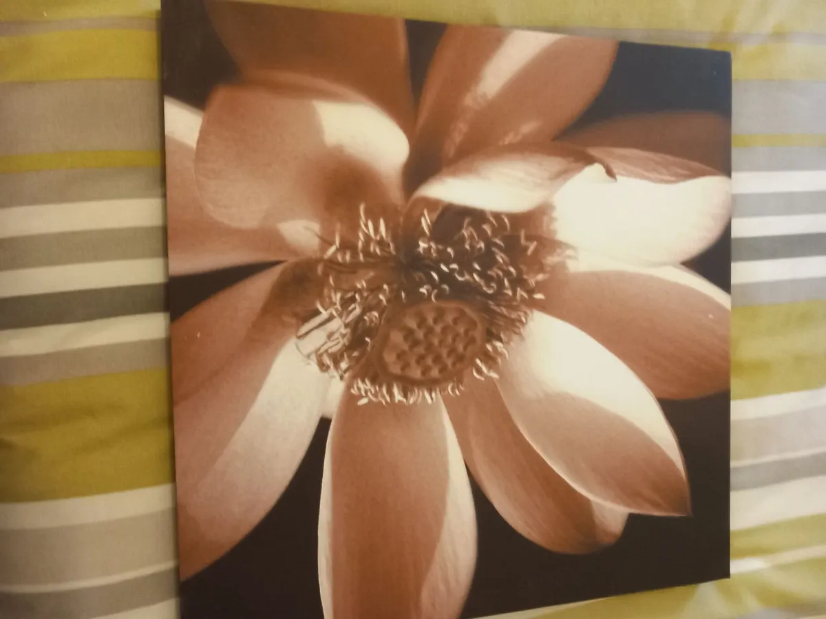 3 matching canvas pictures