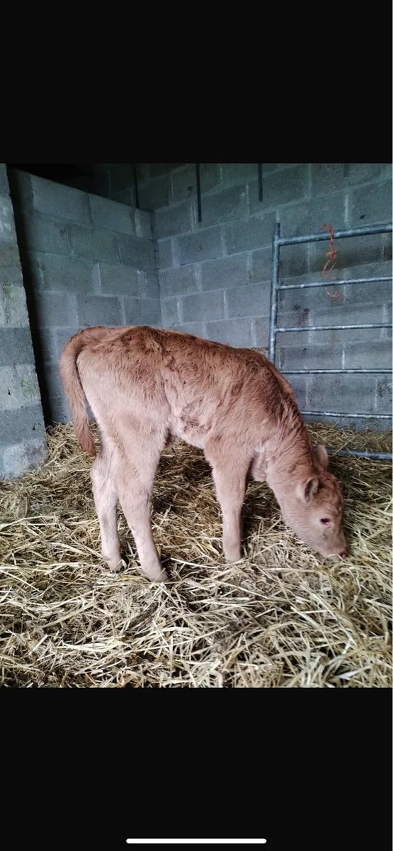Foster calf - Image 1