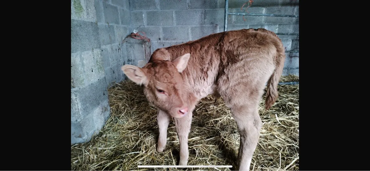 Foster calf - Image 3