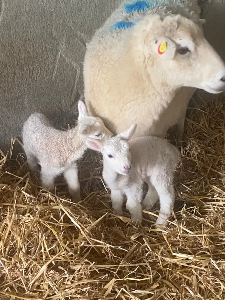 Foster/pet lambs - Image 1