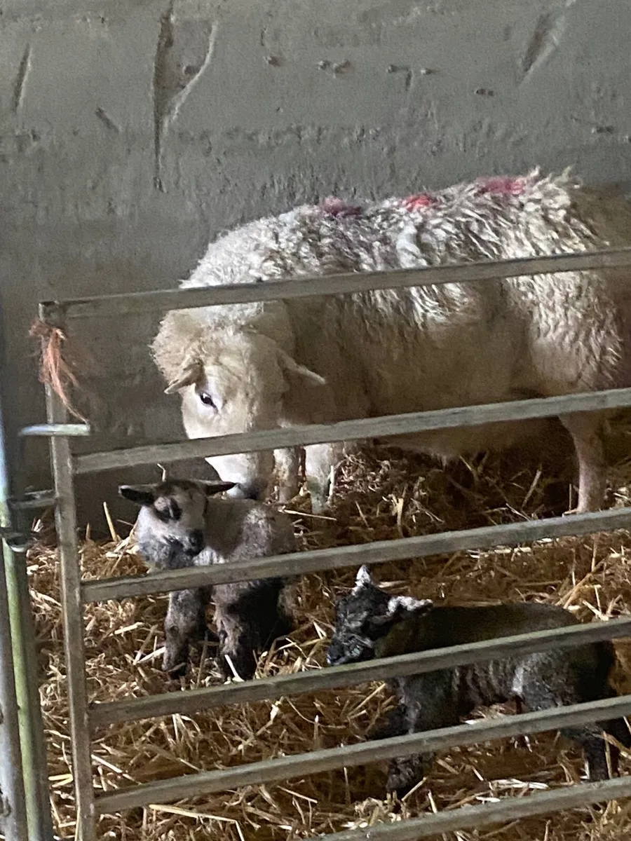 Foster/pet lambs - Image 2
