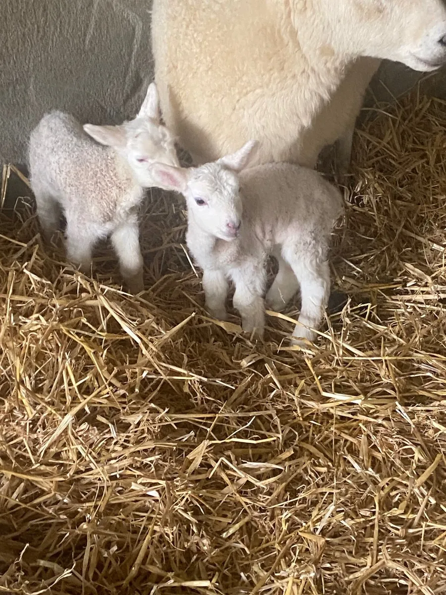 Foster/pet lambs - Image 3