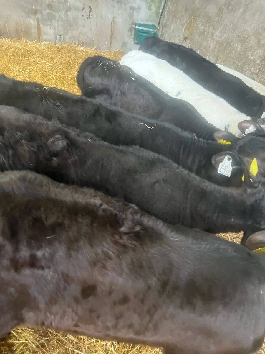 10 week old AA heifer calfs for sale - Image 1