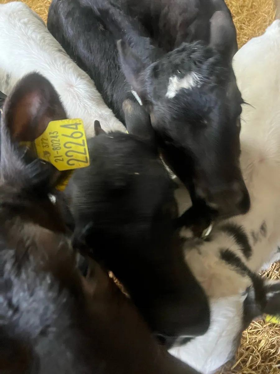 10 week old AA heifer calfs for sale - Image 4