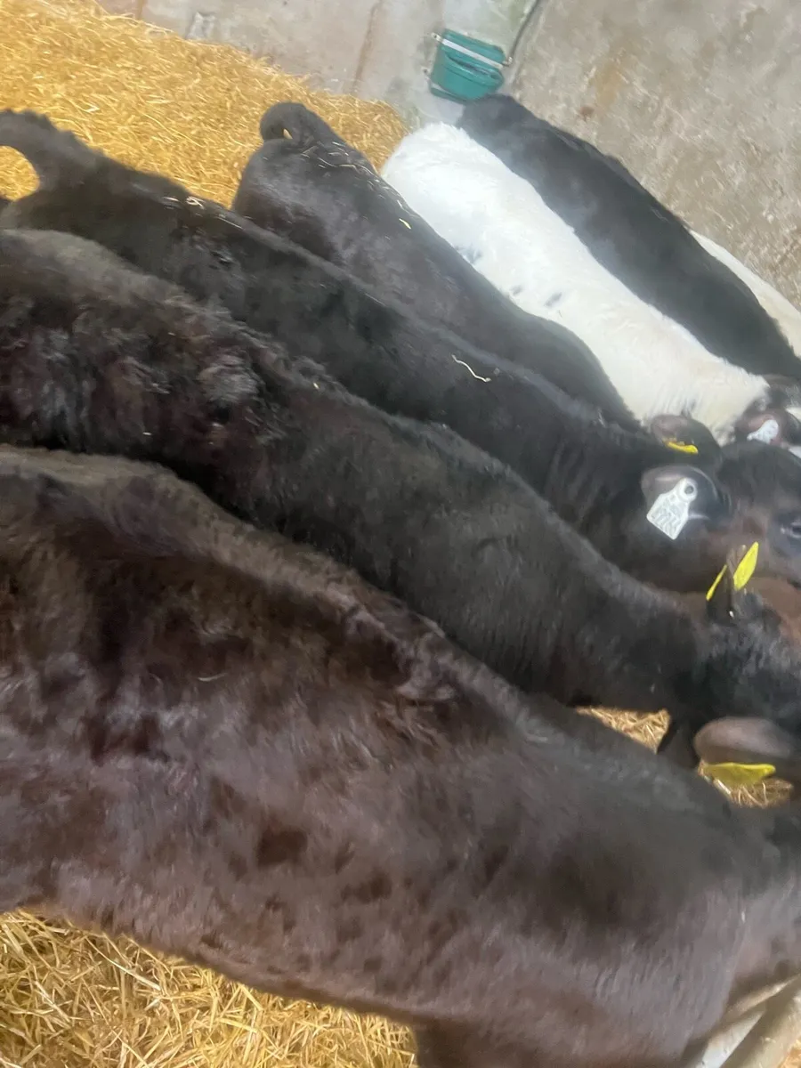 10 week old AA heifer calfs for sale - Image 2