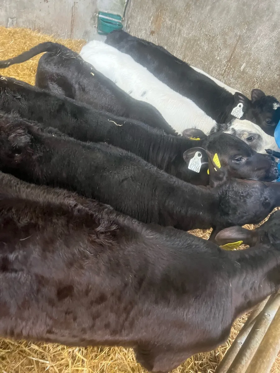 10 week old AA heifer calfs for sale - Image 3