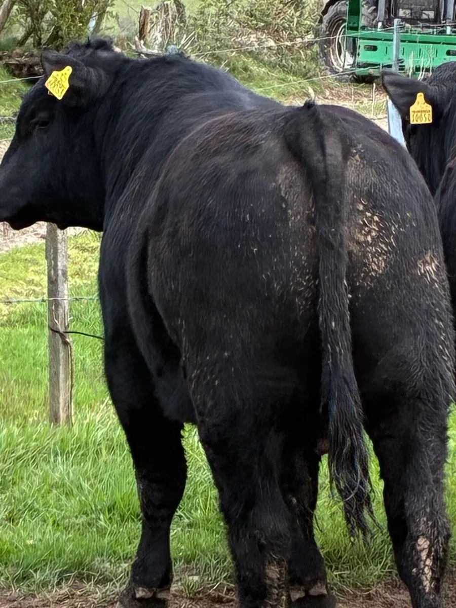 Angus bull - Image 4