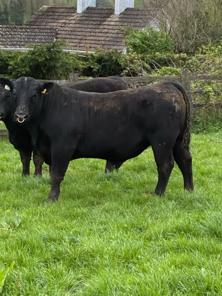 Angus bull - Image 1