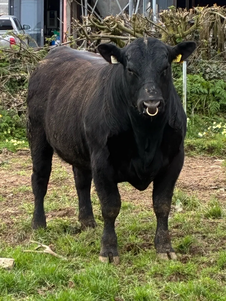 Angus bull - Image 3