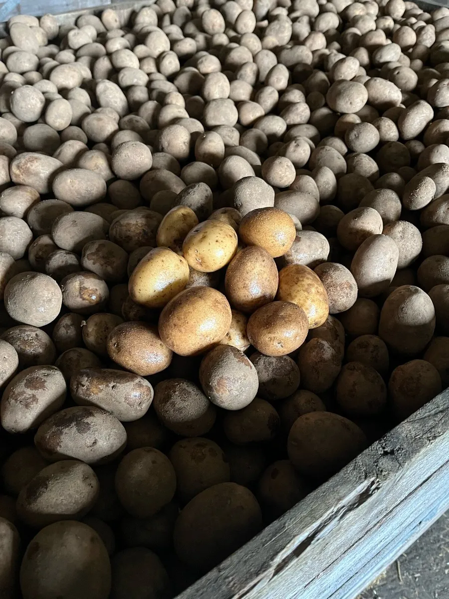 Navan small potatoes - Image 1