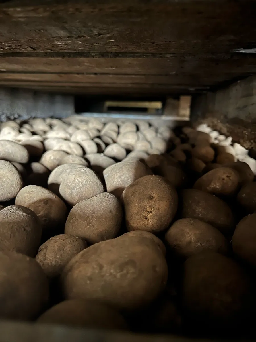 Navan small potatoes - Image 2