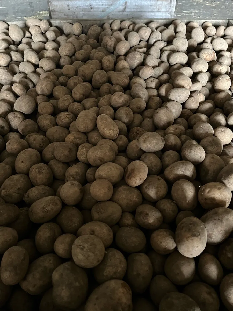 Navan small potatoes - Image 3