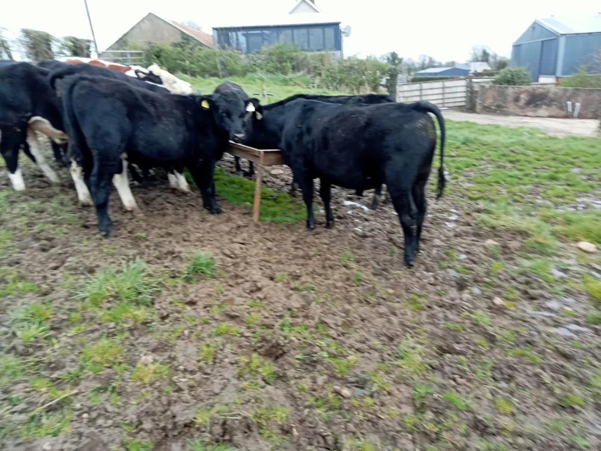 Bullocks - Image 2
